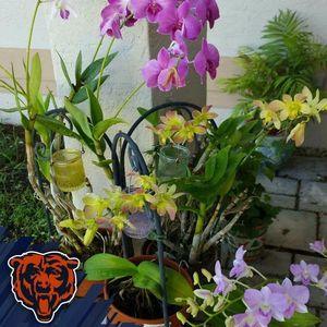 Meet your Posher, Cherylann